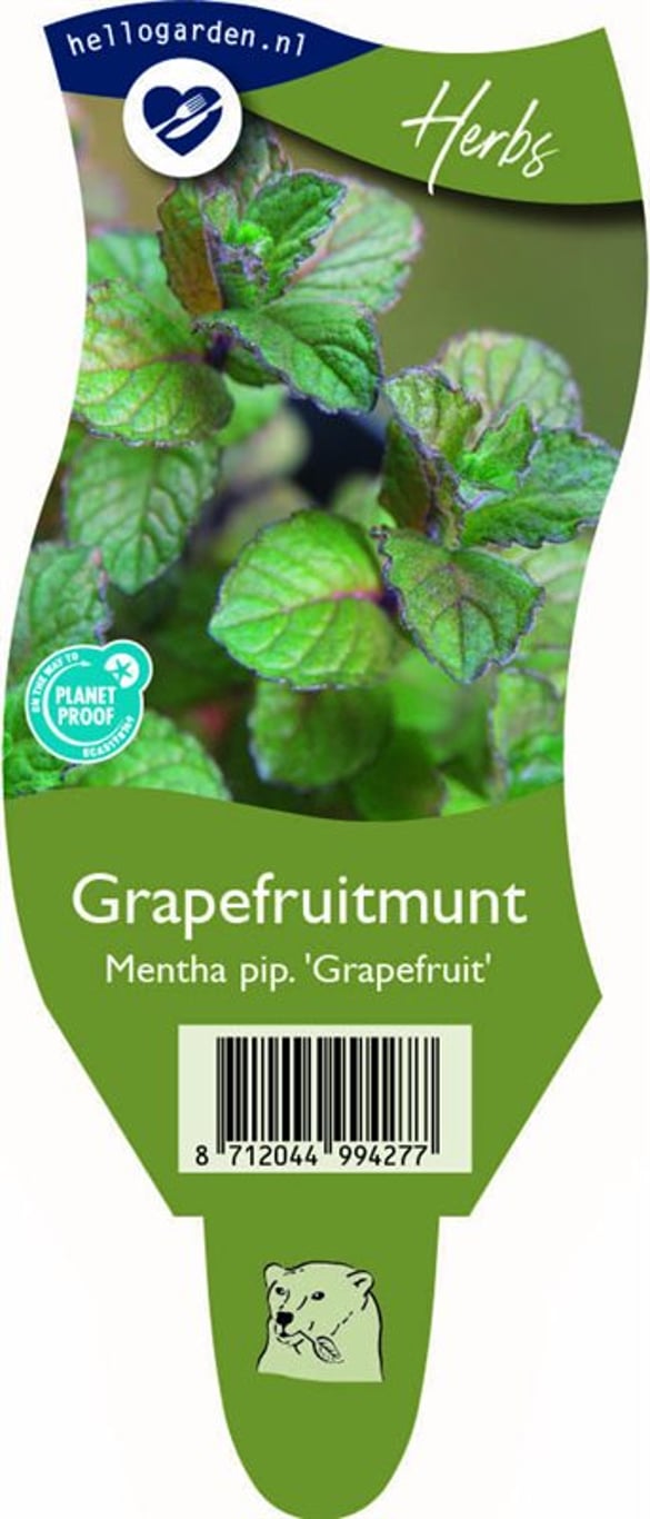 Mentha piperita 'Grapefruit' - P11